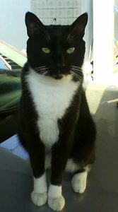 SS-GatoNeymar-167x300 Centro de Controle de Zoonoses de São Sebastião estima vacinar mais de 11 mil animais entre cães e gatos