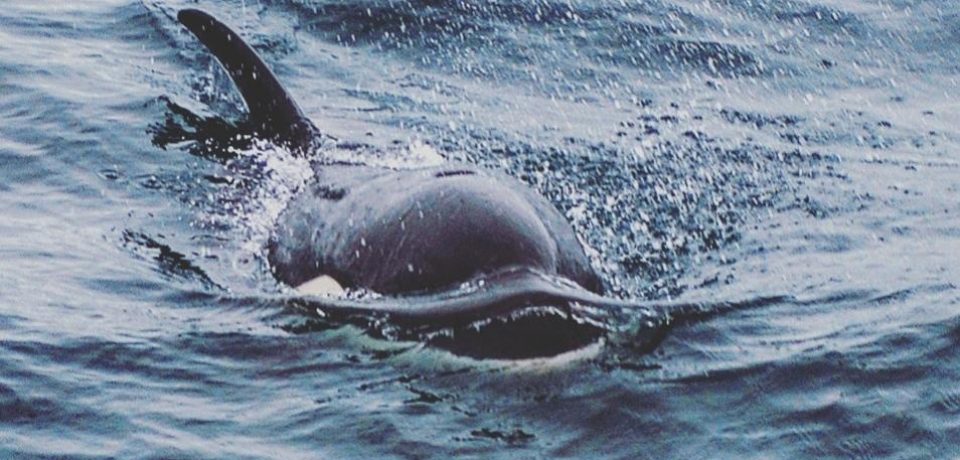 Grupo de orcas é avistado em Ilhabela