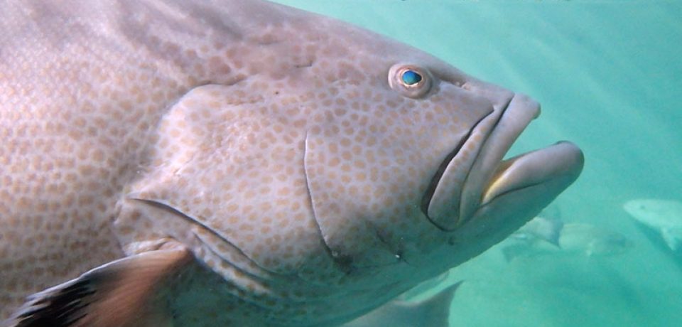 Associação Terra Viva lança “Garoupas ao Mar” em Ilhabela.