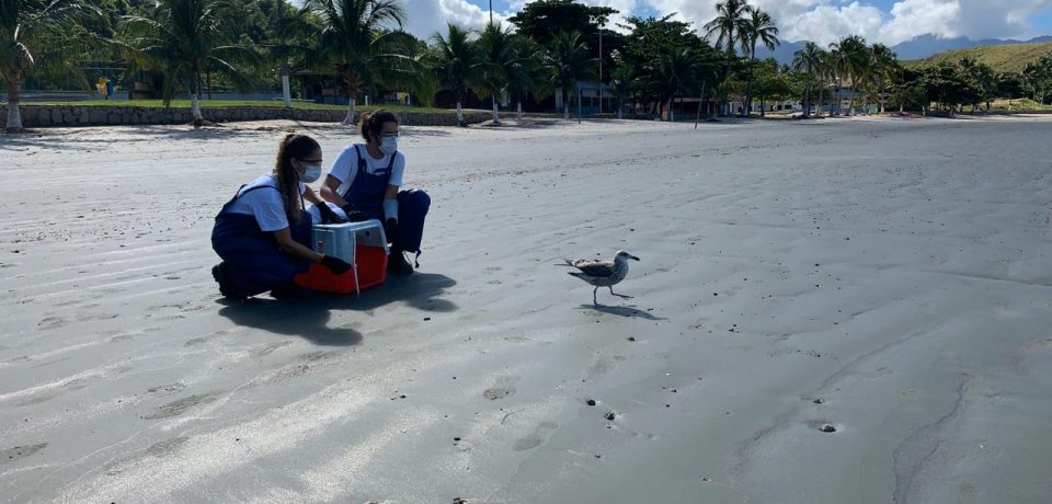 Após 25 dias em reabilitação, Instituto Argonauta realiza soltura de gaivota em São Sebastião