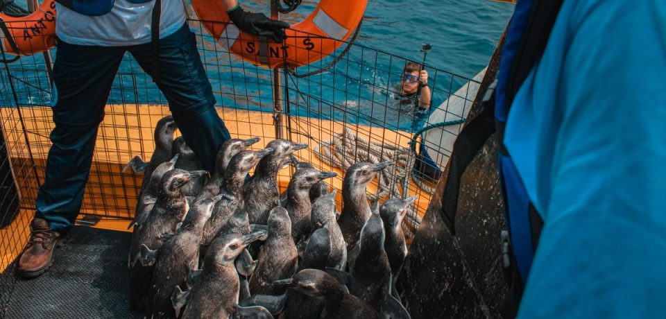 Projeto realiza soltura de pinguins nas praias do Litoral Paulista